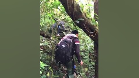 Hành trình lên rừng tìm Sâm Ngọc Linh