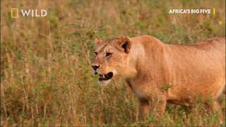 Lavica I Zebra Afrika National Geographic Wild Serbia