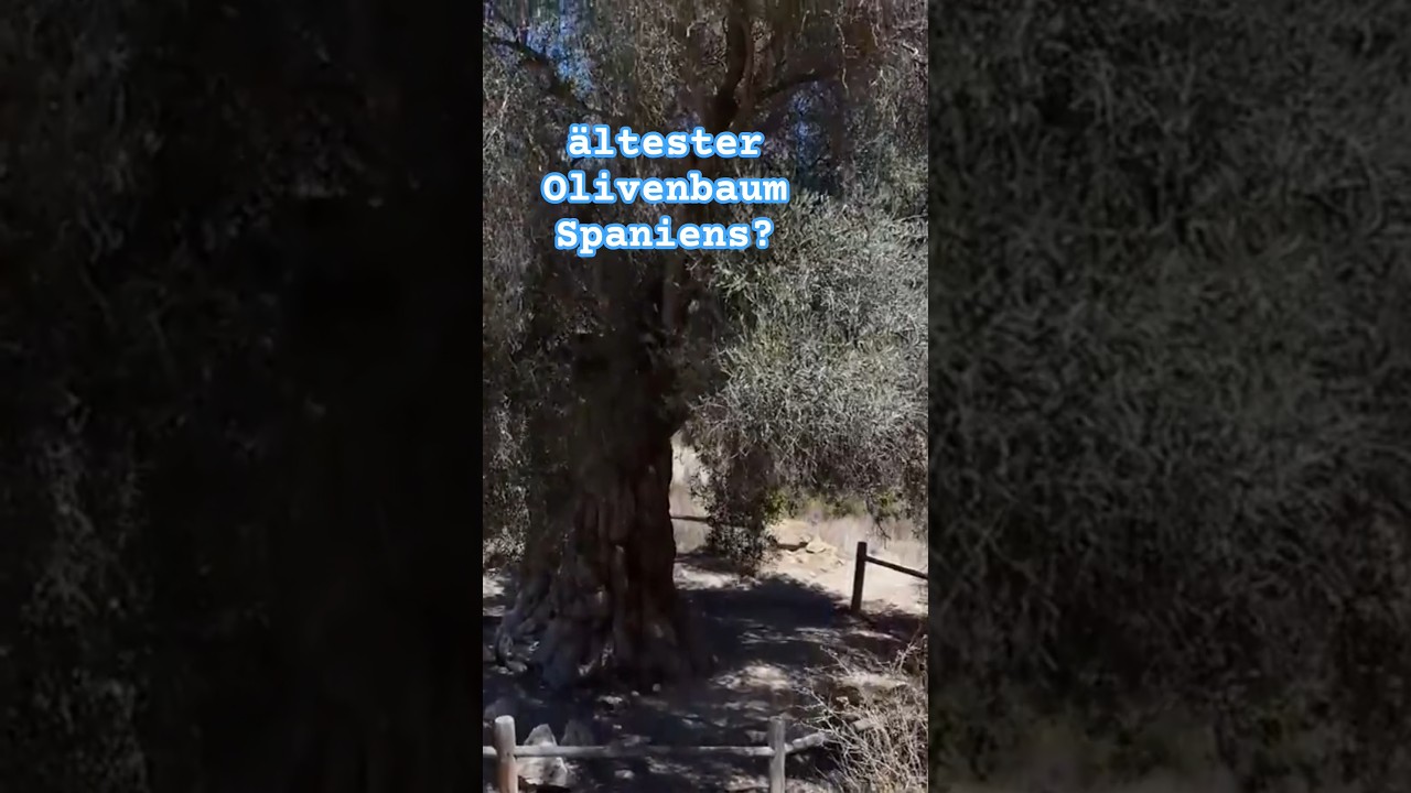 ltester Olivenbaum Spaniens? #shorts #spain #travel #cabodegata  #wohnmobilreisen - YouTube