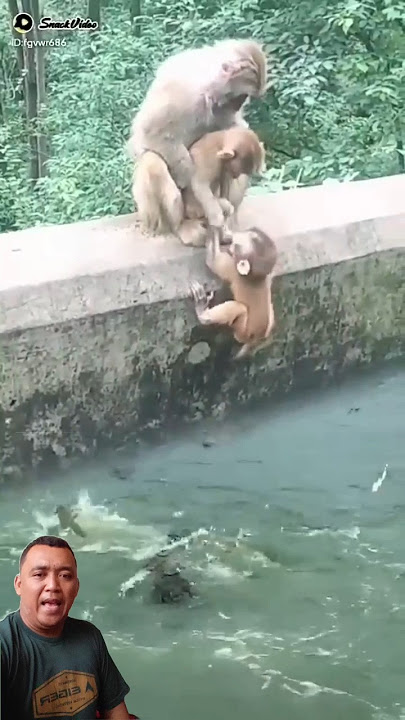 Monkeys help each other so they don't fall into the river #shortvideo #shorts #trending #animals