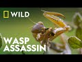 Praying mantis vs wasp  wild europe  national geographic wild