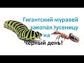 Гигантский муравей закопал гусеницу в мире насекомых !