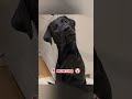 black labrador one year old transformation