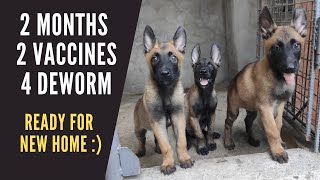 Vlog 76: BEST AGE TO REHOME A PUPPY | Belgian Malinois