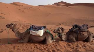 Великая Пустыня Интересные факты о пустыне Сахара!