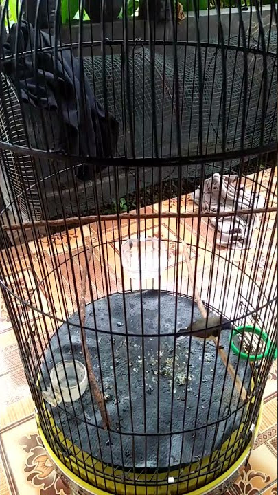 sogon tembakan rapat