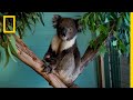 The Future of Koalas | National Geographic