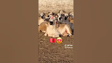 نريسكي مليار في الساعة Shortvideo الشعب الصيني ماله حل 