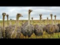 Never seen before Beautiful Animals | 4K video | Most Amazing Animal Video | Forest video | Trending