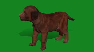 Labrador Retriever Puppy Dog by Nyilonelycompany 58 views 9 days ago 47 seconds