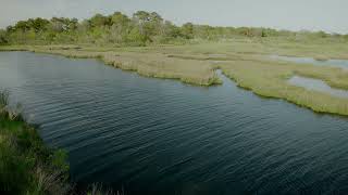 Birdsong by a Coastal Marsh in 4K — Assateague Island