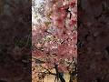 Japan Sakura 🌸 Cherry 🍒 Blossom #japan #tokyo #sakura #cherry #cherryblossom #spring