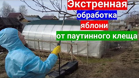 Замучил паутинный клещ - тотальная обработка сада. Уникальный препарат от паутинного клеща.