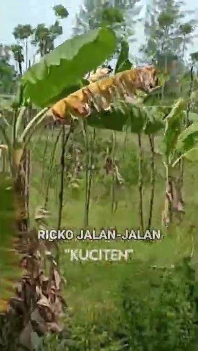NGAPAK PEMALANG | KUCITEN #shorts