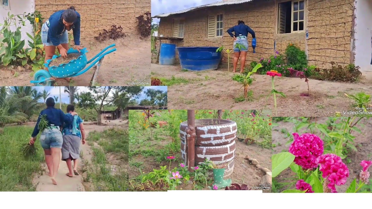 cortando vassoura com minha tia na roça varrendo os terreiros
