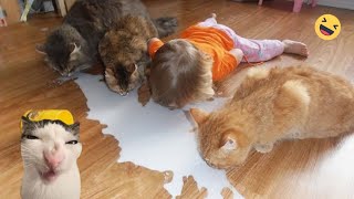 Funniest Dogs and Cat  A Lot of Laughter # | Pets Tv