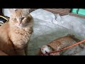 The cat plays with a fly swatter / кот играет мухобойкой
