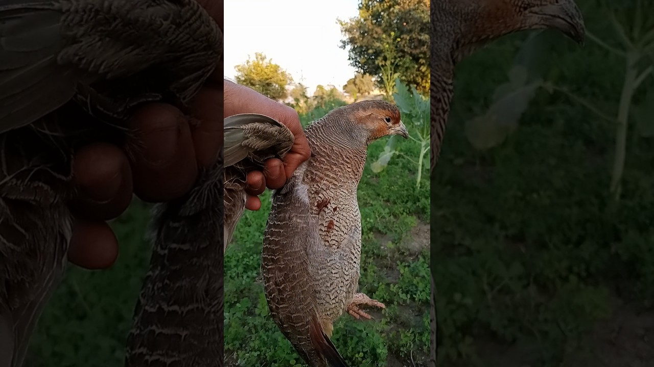Teetar ko pakarny ka tarika teetar awaz gray francolin 