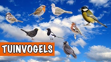 Tuinvogels tellen | DierenpraatTV