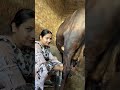 Cow Milking #animalshorts #cattlefarm #cow