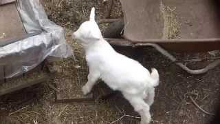 White Goat Calf Defecating