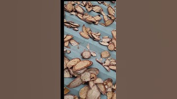 Lờ đờ mệt mỏi thì hỏi cây này #aphu285 #duoclieuquanhta #thorung