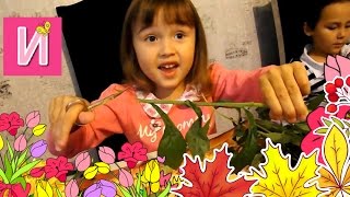 ❀ Цветы АСТРЫ ГЕОРГИНЫ ставим БУКЕТЫ в вазы  Kids make Bouquets of Asters 孩子们做出紫苑的花束