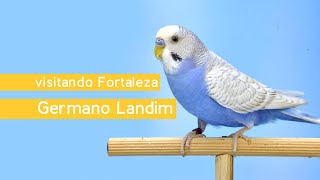 Visitando  Fortaleza  Germano Landim  Periquito Australiano de Cor