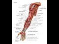 Длинные ветви плечевого сплетения  Сосуды плеча и предплечья
