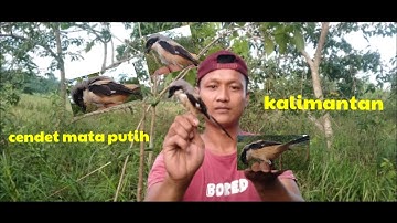 mikat burung cendet pakai MP3 aja hasilnya ...