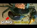 Catch and cook king mud crab grabe kalaki nito 61