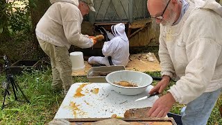 Bay Window Bees