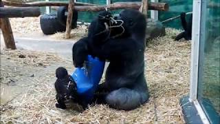 Daddy Matadi playing with his daugther Thandie. Zoo Antwerp, 16 June 2020.