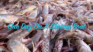 One Day On A Shrimp Boat