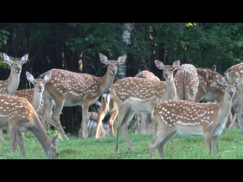 Видео: Олени, лани  в охотничьем хозяйстве Озерное
