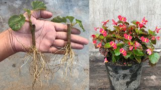 Breeding Begonia from Bananas│flower branches