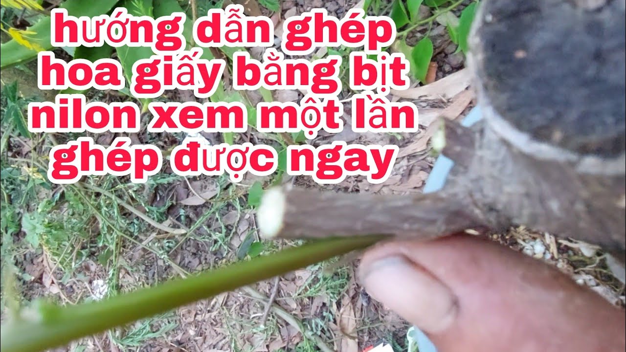 hướng dẫn ghép hoa giấy bằng bịt nilon ai cũng ghép được