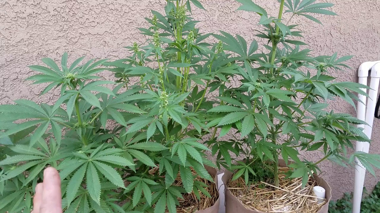 Garden update and big thanks for these gifts