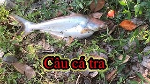 Câu cá tra bằng mít chín và thành quả khá nhiều loại cá