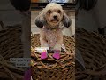ARE YOU LAYING EGGS KURDZ NASA NEST KA AH 🤣🤭 #cutedog #shortvideo #kurdapya #cute #2025  #nest #egg