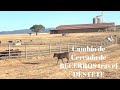 LABORES de CAMPO. Cambio de Cercado de BECERRITAS.