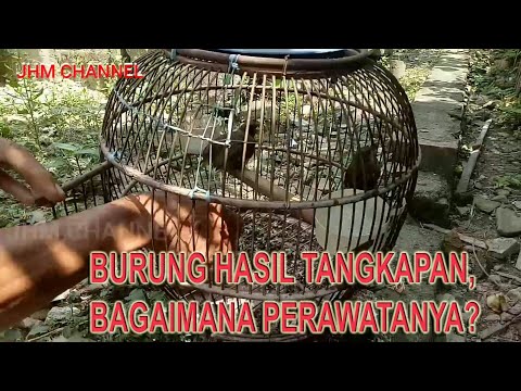 Video: Penjagaan Belukar Turpentine - Untuk Apa Belukar Turpentine Digunakan