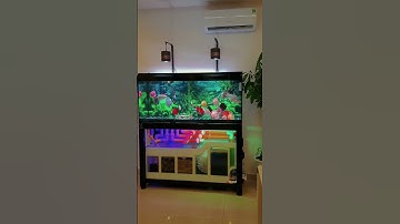 Hạ thủy 4 bé siêu phẩm cá dĩa về Tổng Giám Đốc Cty CP Dệt RENZE | Cá Dĩa Thắng Lợi #cacanh #cadia