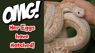 Hatching Bull Snakes In A Thunderstorm by Cold Blood Creations 873 views 8 months ago 1 minute, 59 seconds