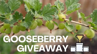 Channel Giveaway | Gooseberry Bush Giveaway