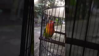 Lovebird betina emosi