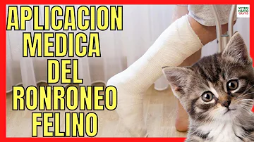 ¿Te cura el ronroneo del gato?