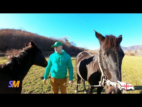 ვიდეობლოგი ცხენების შესახებ (გადაღებები)