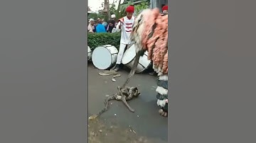 Can macanan melawan ular piton