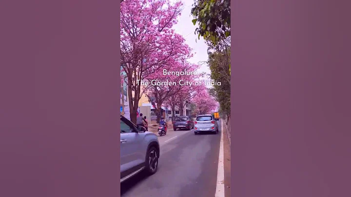 Spring in Bangalore | Pink Trumpet flowers bloom in Bengaluru #shorts  #bangalore #youtubeshorts - DayDayNews
